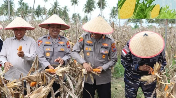 Dukung Ketahanan Pangan, Polres Tanjungbalai Gelar Panen Raya