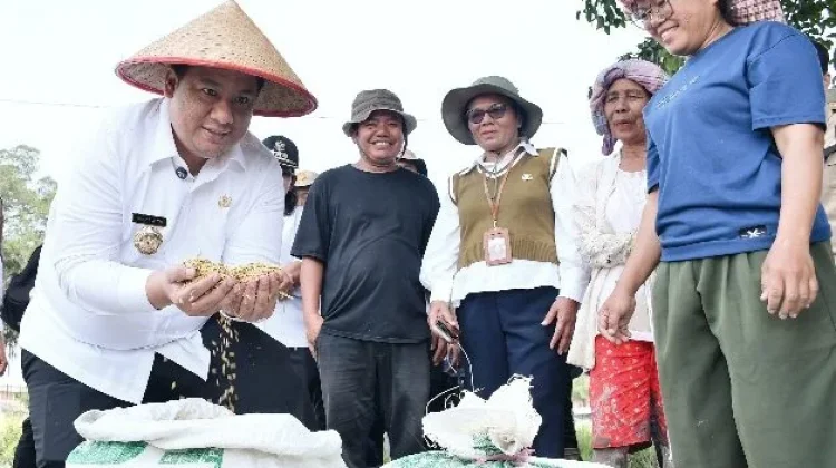 Bupati Samosir Tinjau Panen Padi di Nainggolan