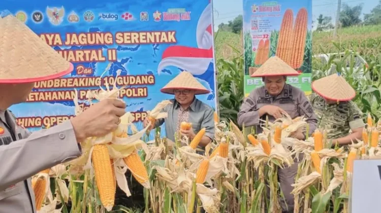Wakil Bupati Karo Hadiri Panen Raya Jagung Serentak Dukung Swasembada Pangan 2026
