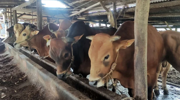 Distanpang Sumut Ingatkan Pentingnya Kesejahteraan Hewan Kurban