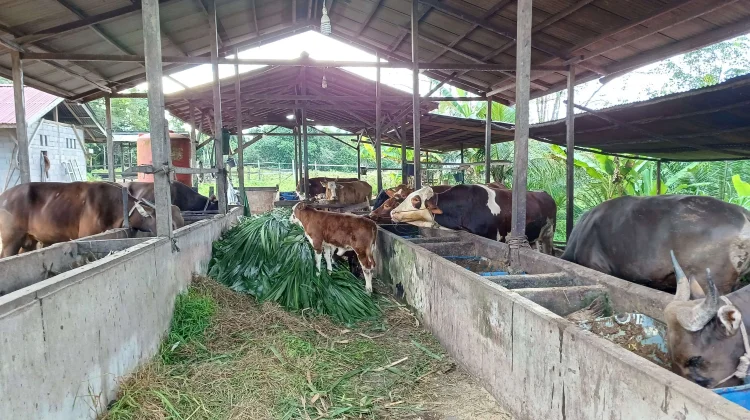 PDHI Sumut Imbau Pemotongan Hewan Kurban Dilakukan di RPH