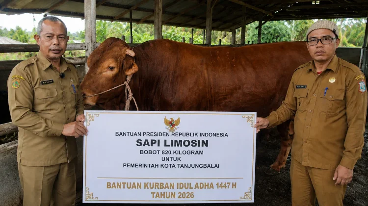 Pemko Tanjungbalai Mendapat Hewan Kurban Berbobot 820 Kilogram dari Presiden RI