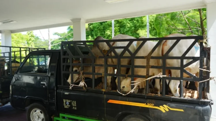 Pemkab Deli Serdang Terima 14 Ekor Hewan Kurban