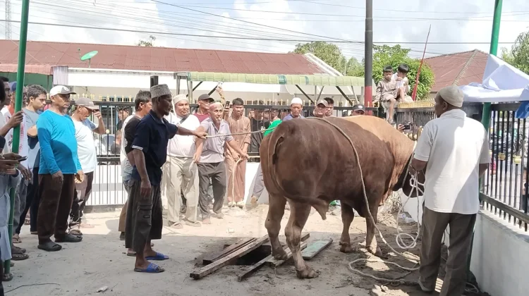 Pemko Tanjungbalai Serahkan Sapi Kurban Bantuan Presiden ke Masjid As-Salamah