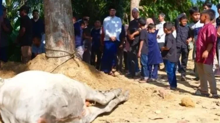 Bupati Labusel Serahkan 7 Ekor Sapi untuk Lansia