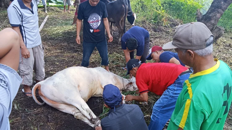 Masjid Nurul Hidayah Dusun XII Muliorejo Sembelih 14 Hewan Kurban