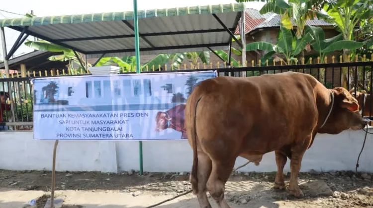 Sapi Limosin 820 Kg dari Presiden Diberikan ke Masyarakat Tanjungbalai