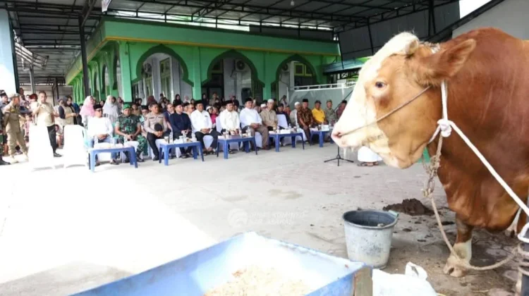 Sapi Bantuan dari Presiden Disembelih, Masyarakat Asahan Apresiasi