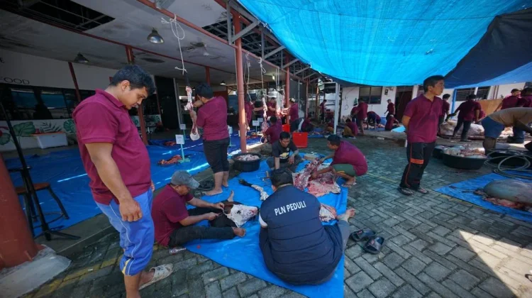 PLN UID Sumatera Utara Salurkan 48 Ekor Hewan Kurban