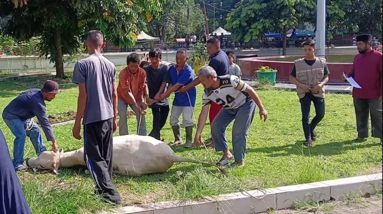 Pemotongan Sapi Kurban Melambat, Sinyal Warga Mulai Rem Belanja