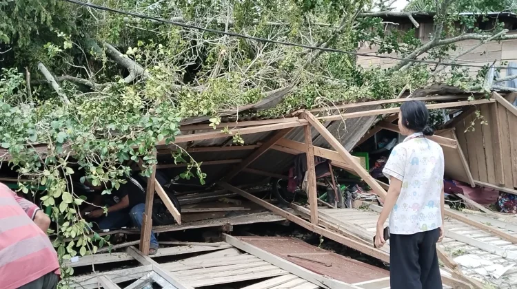 Pohon Tumbang Rusak Rumah Warga di Tanjungbalai