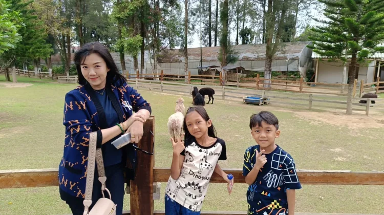 Mengenal Alpaca, Satwa Menggemaskan Asal Pegunungan Andes