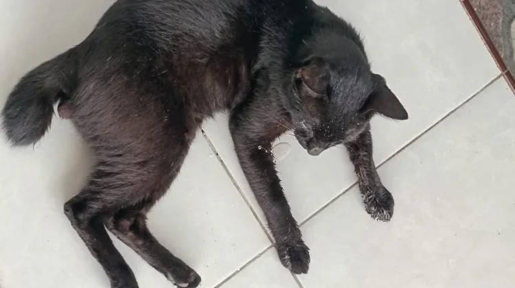 Waspadai jika Kucing Mengeluarkan Air Liur Berlebihan