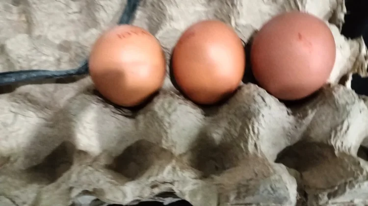 Memilih Telur yang Baik, Kunci Mendapatkan Bahan Pangan Berkualitas
