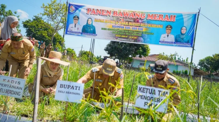 Panen Bawang di Beringin, Si Pandai Siap Jamin Pasar dan Harga Petani Deli Serdang