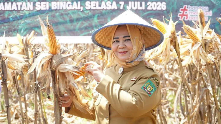 Panen Raya Jagung di Kabupaten Langkat Perkuat Swasembada Pangan