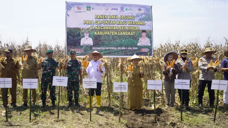OJK Sumut Perkuat Akses Pembiayaan Sektor Pertanian Jagung di Langkat