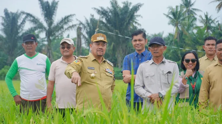 Bupati Batu Bara Tinjau Program Pertanian Modern PM-AAS
