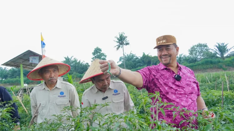 IPB dan Pemkab Batu Bara Kembangkan Varietas Cabai "Bahagia"