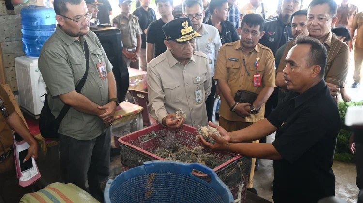 Ekonomi Masyarakat Nias Utara Terdongkrak dari Rumput Laut