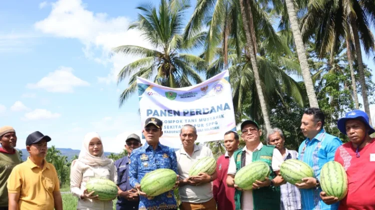 Kelompok Tani Mustahik Binaan Baznas Tapsel Panen Perdana Semangka