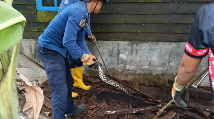 Damkar Tanjungbalai Evakuasi Ular Piton Tiga Meter di Samping Rumah Warga