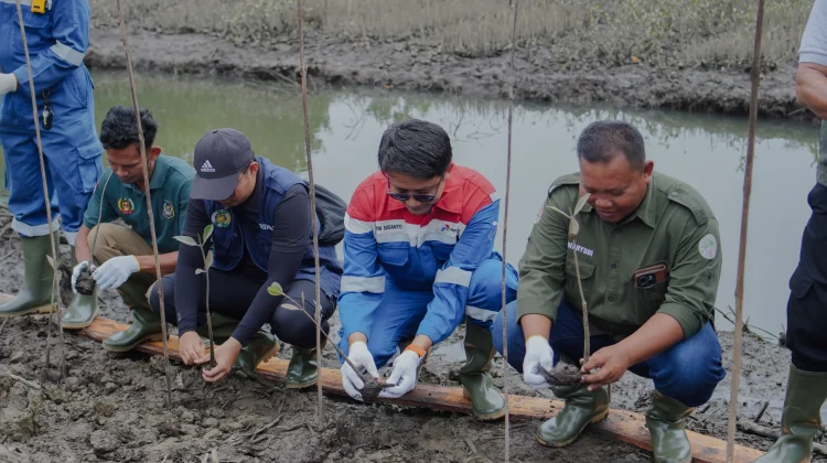 Pertamina EP Pangkalan Susu Tanam 2.500 Bibit Bakau