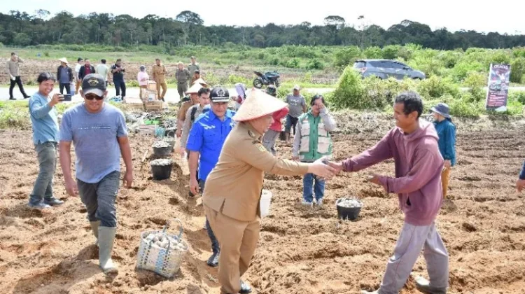 Pemkab Samosir Salurkan Lima Ton Bibit Kentang ke Petani