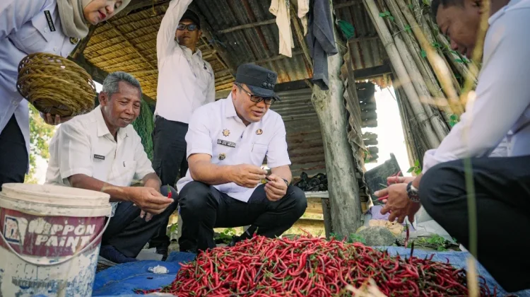Panen Cabai di Payabakung, Bupati Pastikan Dukungan ke Petani Diperkuat