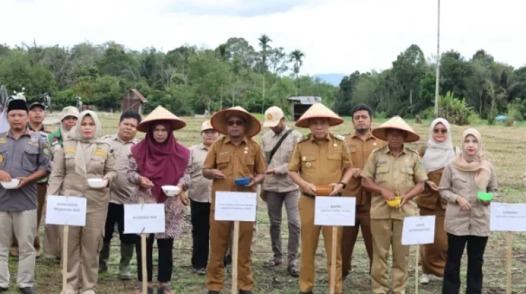 Perkuat Gerakan 10.000 Hektare Jagung, Pemkab Tapsel Tanam Perdana di Arse