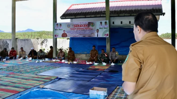 Pemkab Tapsel dan Pemprov Sumut Tanam Perdana Bawang Merah di Huntara Aek Latong