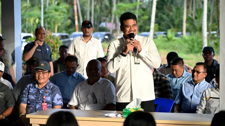 Gubernur Sumut Siapkan Rumah Produksi Kelapa di Nias Utara