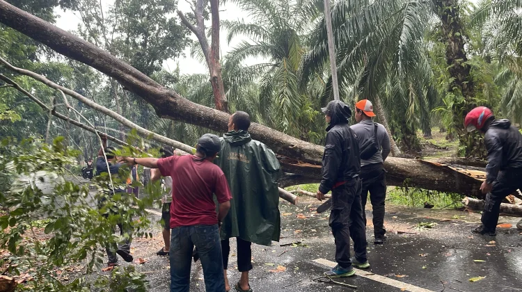 Hujan Lebat Disertai Angin Kencang Picu Pohon Tumbang dan Genangan Air