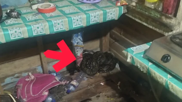 Tim Damkar Evakuasi Ular Sanca Batik Lima Meter dari Dapur Rumah Warga