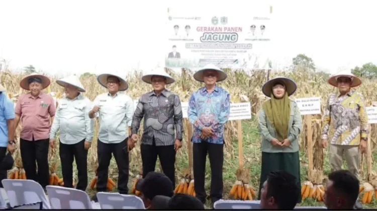 Panen Jagung di Tunggurono Dorong Ketahanan Pangan dan Kesejahteraan Petani