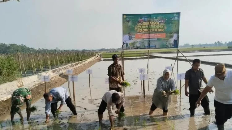 Babinsa Koramil 04 Talawi Ikuti Gerakan Tanam Serentak 50.000 Hektare Sawah