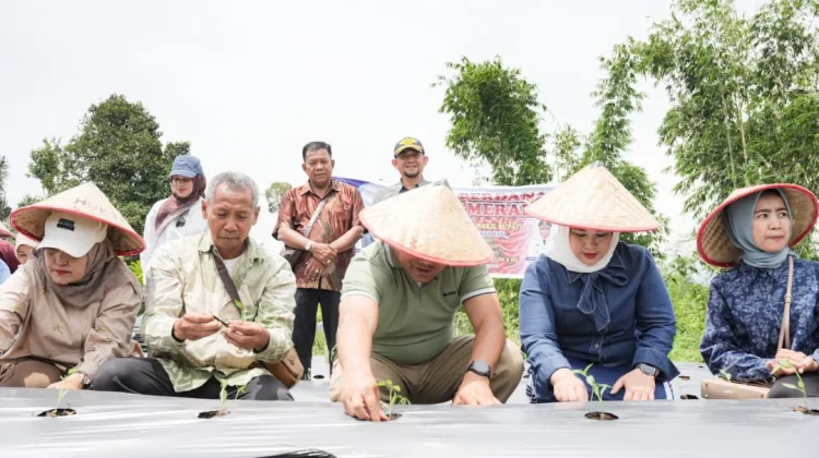 Bupati Berikan Lahan Pinjam Pakai Gratis Dongkrak Pendapatan Petani