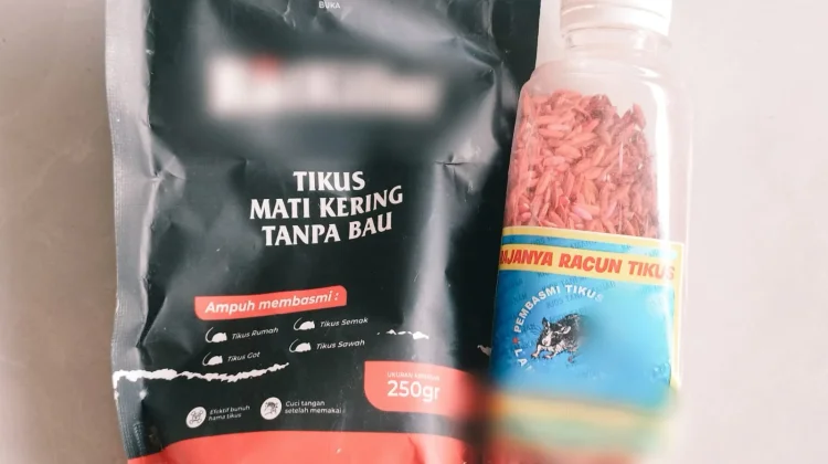 Basmi Tikus Dengan Racun, Perhatikan Cara Menggunakannya