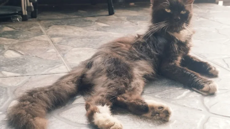 Kucing Tiba-tiba Menggigit? Ini Penyebabnya