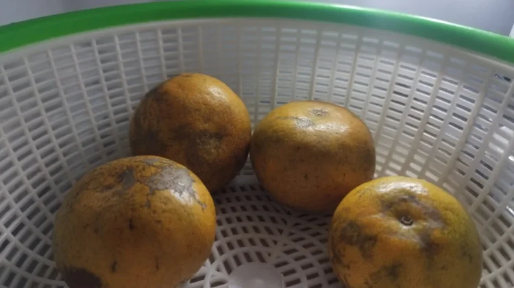 Bolehkah Menyimpan Jeruk di Kulkas?