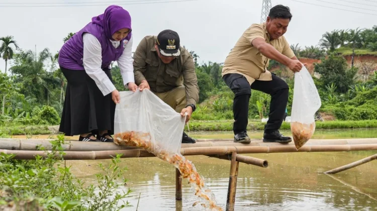 Bupati Tebar 10 Ribu Benih Ikan Mas di STM Hilir