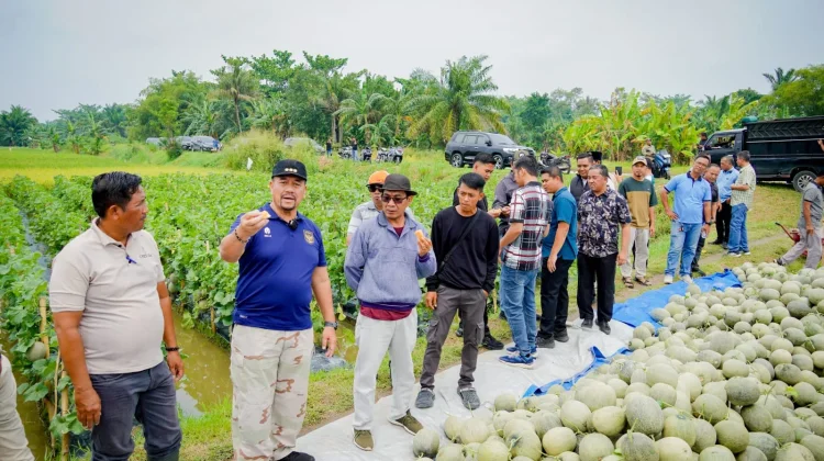 Panen Perdana Melon Batu Bara Capai 25 Ton