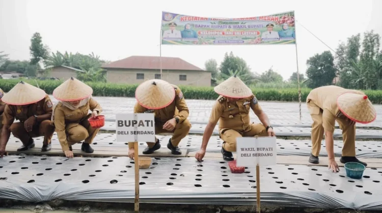 Keinginan Petani Terwujud, Tanam Bawang Bersama di Demplot Tanjung Morawa
