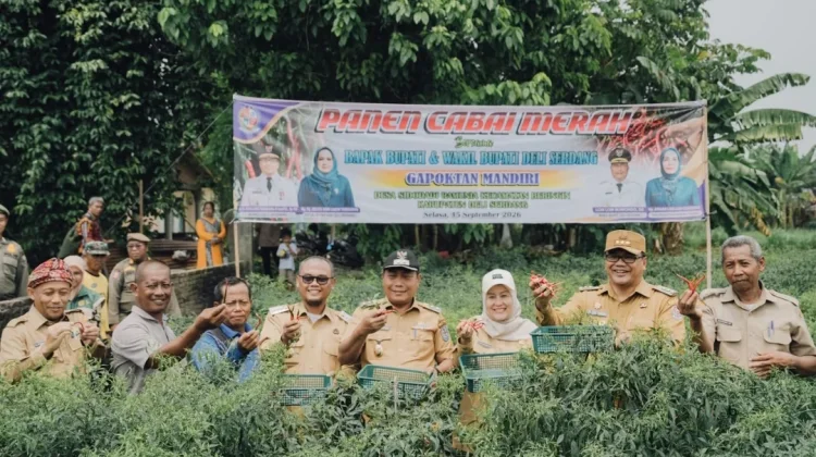 Petani Beringin Deli Serdang Perluas Tanam Cabai