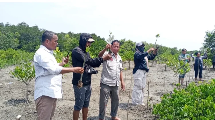 Cegah Abrasi di Pesisir, Wartawan Tanam Pohon Bakau