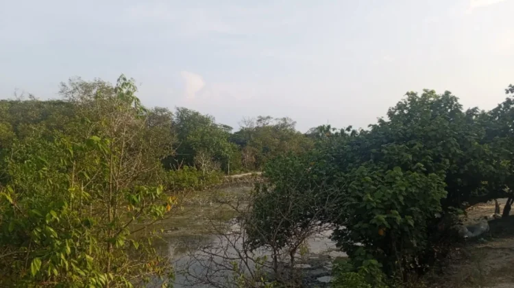 Komitmen Kelompok Tani Jaga Mangrove Dilindungi meski Jalani Tantangan