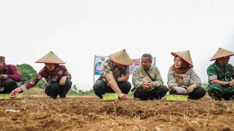 Bawang Merah Mulai Dikembangkan di Namorambe