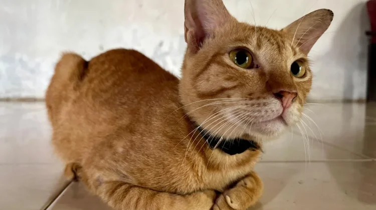 7 Negara yang Punya Tradisi Menghormati Kucing, dari Mesir hingga Jepang