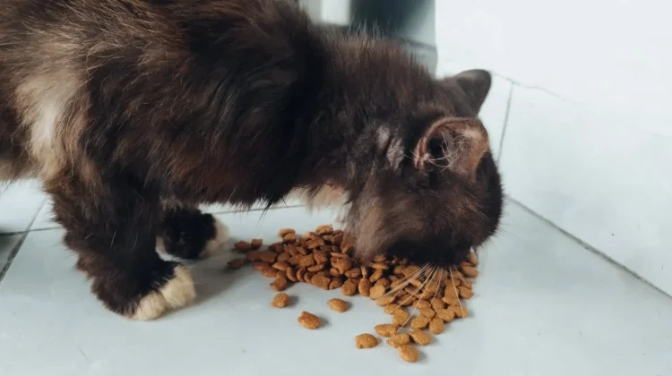 Catat! Begini Cara Menyimpan Makanan Kucing
