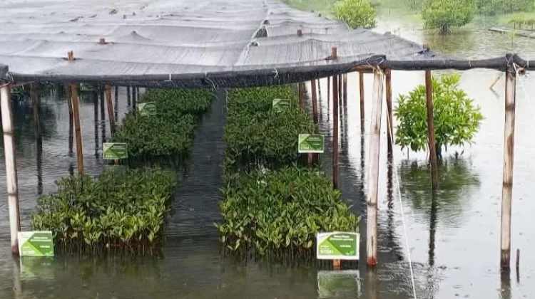 BBKSDA Rehabilitasi Ekosistem Mangrove, GalakkanPembibitan
